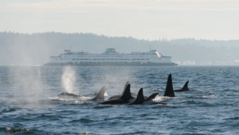 A TRIBUTE TO PACIFIC NORTHWEST ORCAS