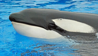 SEAWORLD CAN END CRUEL ERA OF ORCAS DISPLAYED FOR ENTERTAINMENT