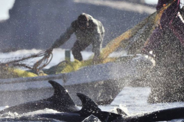 Japan: Ban Dolphin and Whale Products at 2020 Olympics!