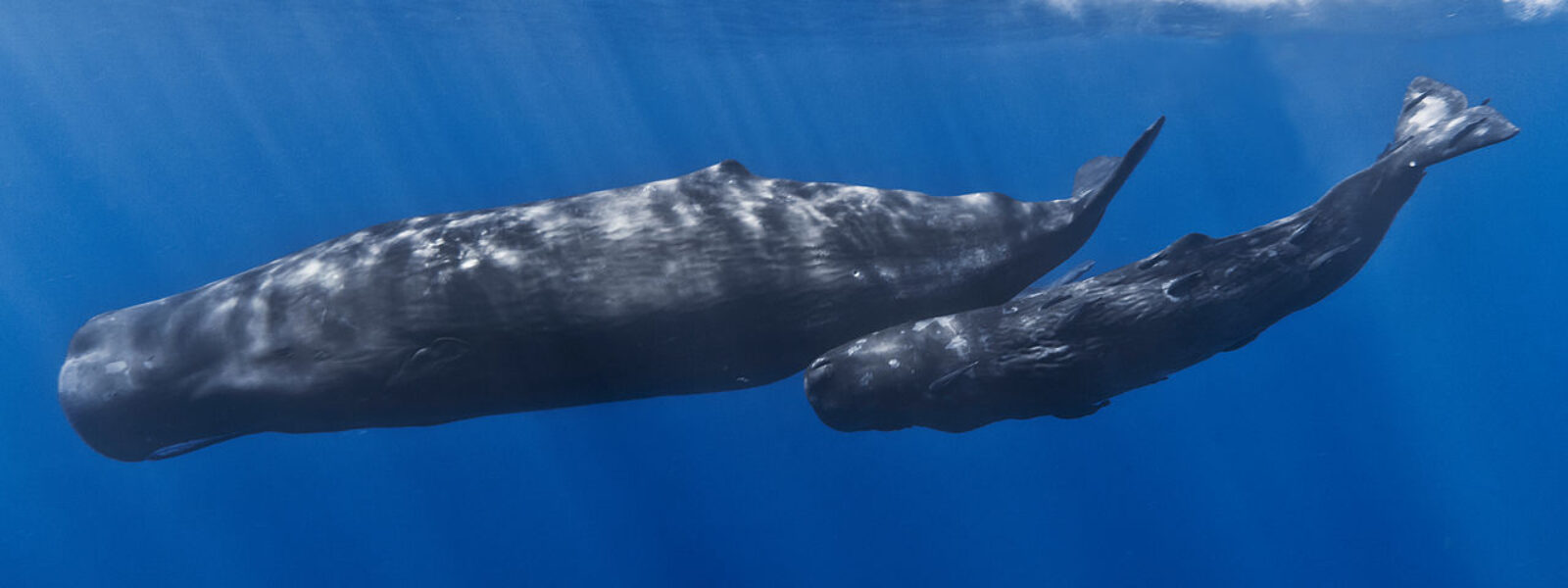 Photo Credit: Gabriel Barathieu