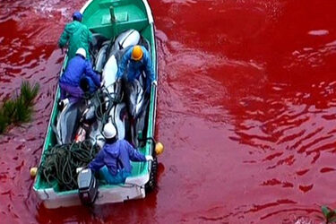 Stop The Slaughter: Sign The Petition